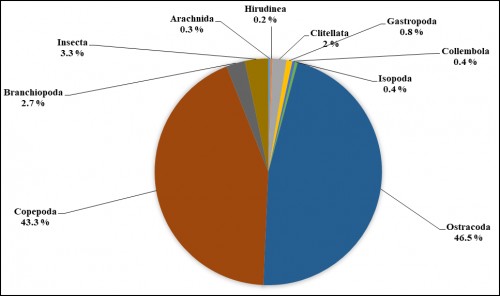 Distribution of the different classes of the 6290 invertebrates collected in groundwater during the sampling period in the wells in Tiko.
