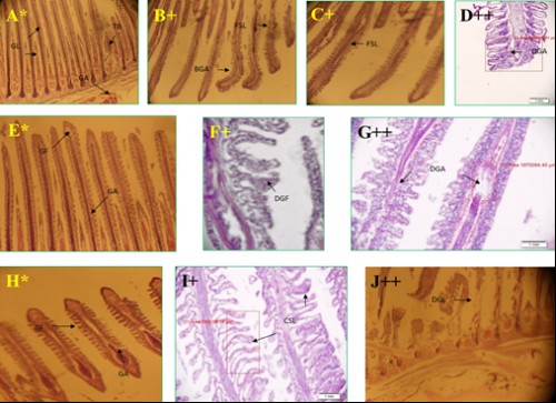 Histological photomicrograph of control and diazinon affected gill tissues of three fish species; A-D = <em>C. punctatus</em>; E-G = <em>H. fossilis</em>; H-J = <em>A. testudineus</em>; * = control, + = 20 mg/l; ++ = 25 mg/l concentration; GL= gill lamellae; GA= gill arch; TB= test buds; FSL= fusion of secondary lamellae; BGA= bend of gill arch; DGA= damage of gill arch; GF= gill filament; DGF= destruction of gill filament; CSL= curly of secondary lamellae; DGL= destruction of gill lamellae