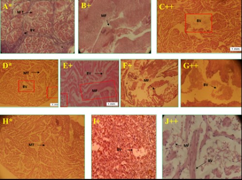 Histological photomicrograph of control and diazinon affected heart tissues of three fish species; A-C = <em>C. punctatus</em>; D-G = <em>H. fossilis</em>; H-J = <em>A. testudineus</em>; * = control; + = 20 mg/l; ++ = 25 mg/l concentration; MT= muscle tissue; BV= blood vessel; MF= muscle fiber fragmentation.