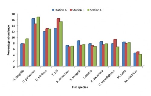 Percentage Fish Abundance of River Okpokwu during the Rainy Season