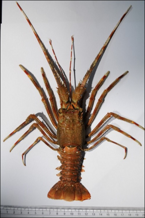 Heavily body pubescent with well-developed<em> </em>spines of male<em> Palinustus waguensis, </em>TL 14.0 cm and cl 5.9 cm, the coloration is reddish brown with orang pleopods.
