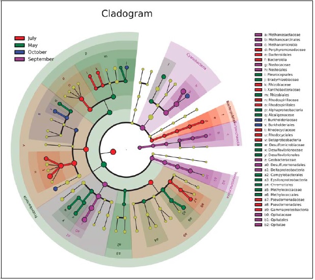 Cladogram chart showing microbial representation within ponds 1, 2 and 3stocking Densities