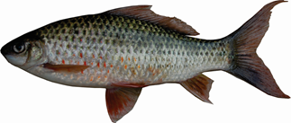 Elongated body of Osteochilus vittatus
