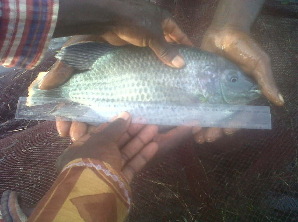 Indigenous fish species a panacea for cage aquaculture in Zambia: A case  for Oreochromis macrochir (Boulenger, 1912) at Kambashi out-grower scheme.